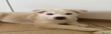 Magrino Cucciolo 1