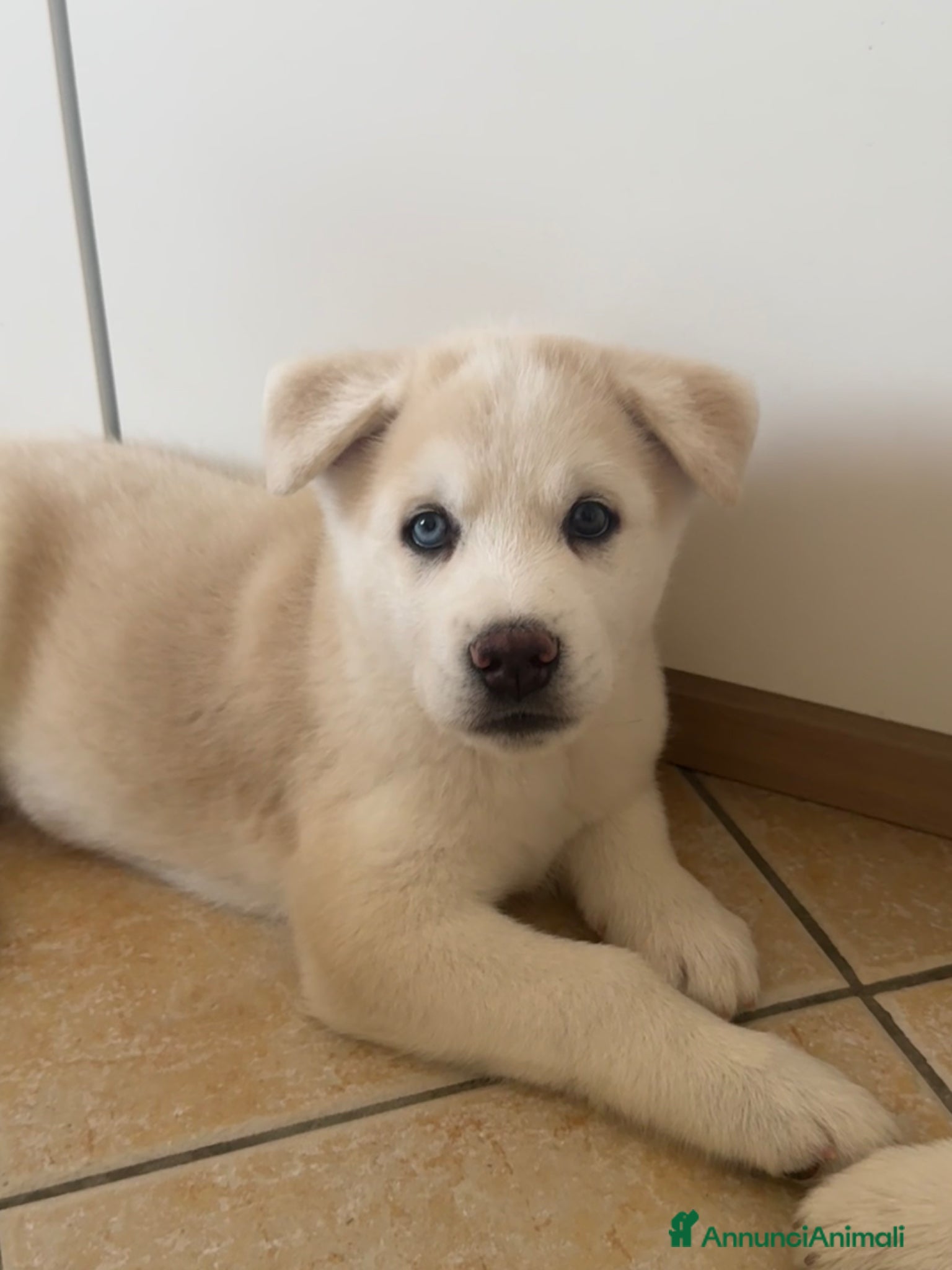 Meticcio cani in vendita: Cuccioli di Huskita - Annuncio 4