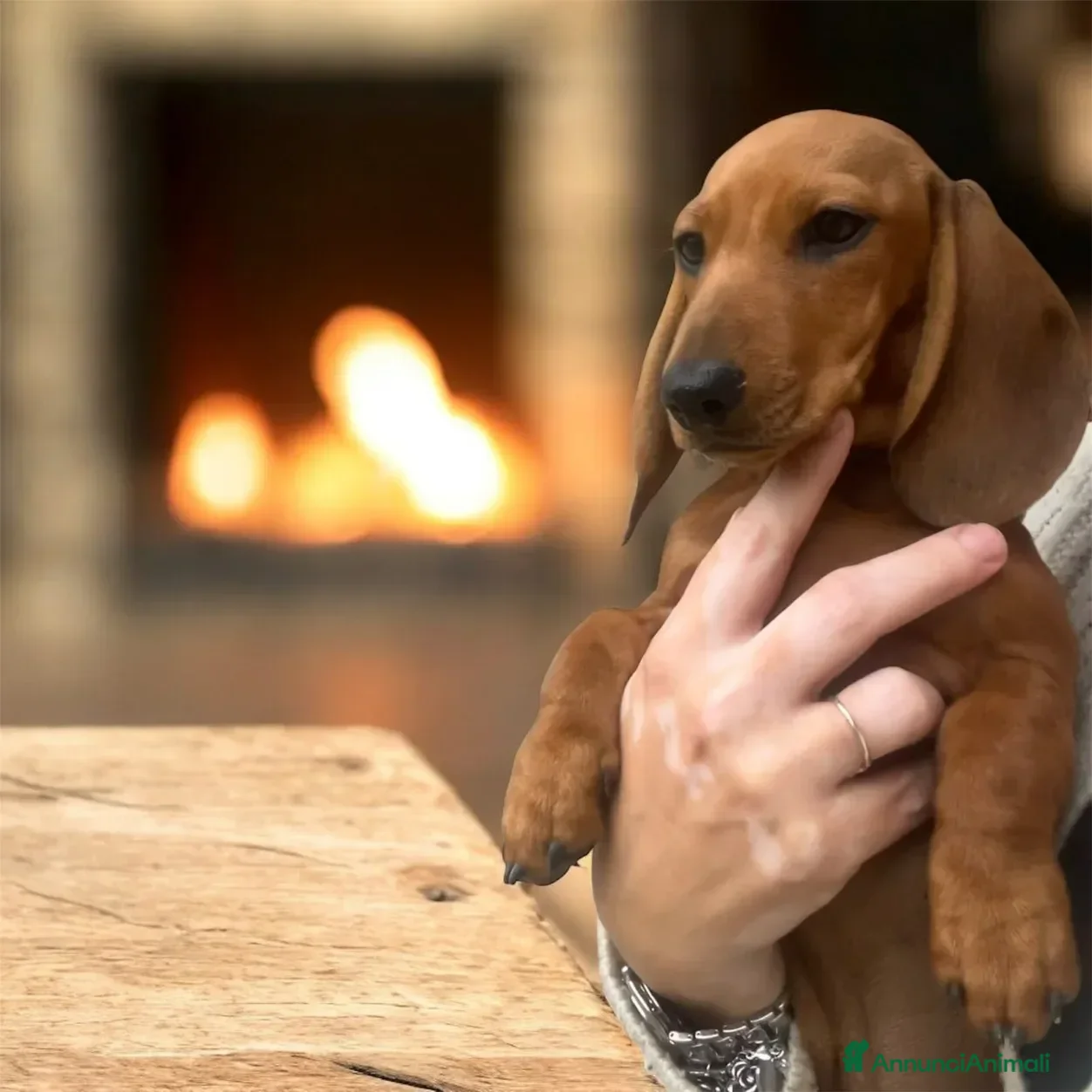 Bassotto cani cuccioli bassotto nano e Kaninchen - Annuncio 6