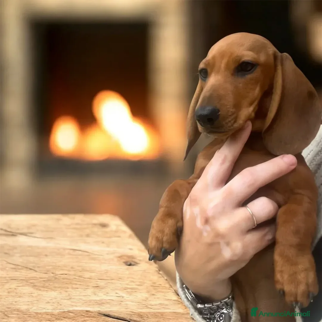 Bassotto cani in vendita: cuccioli bassotto nano e Kaninchen - Annuncio 1