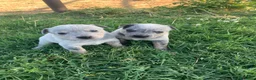 Australian Cattledog cani in vendita: Splendidi cuccioli di Australian Cattle Dog  a Provincia di Rimini - Annuncio 7
