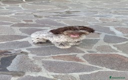 Lagotto cani in vendita: Cuccioli di Lagotto Romagnolo con Pedigree ROI  a Provincia di Chieti - Immagine 4