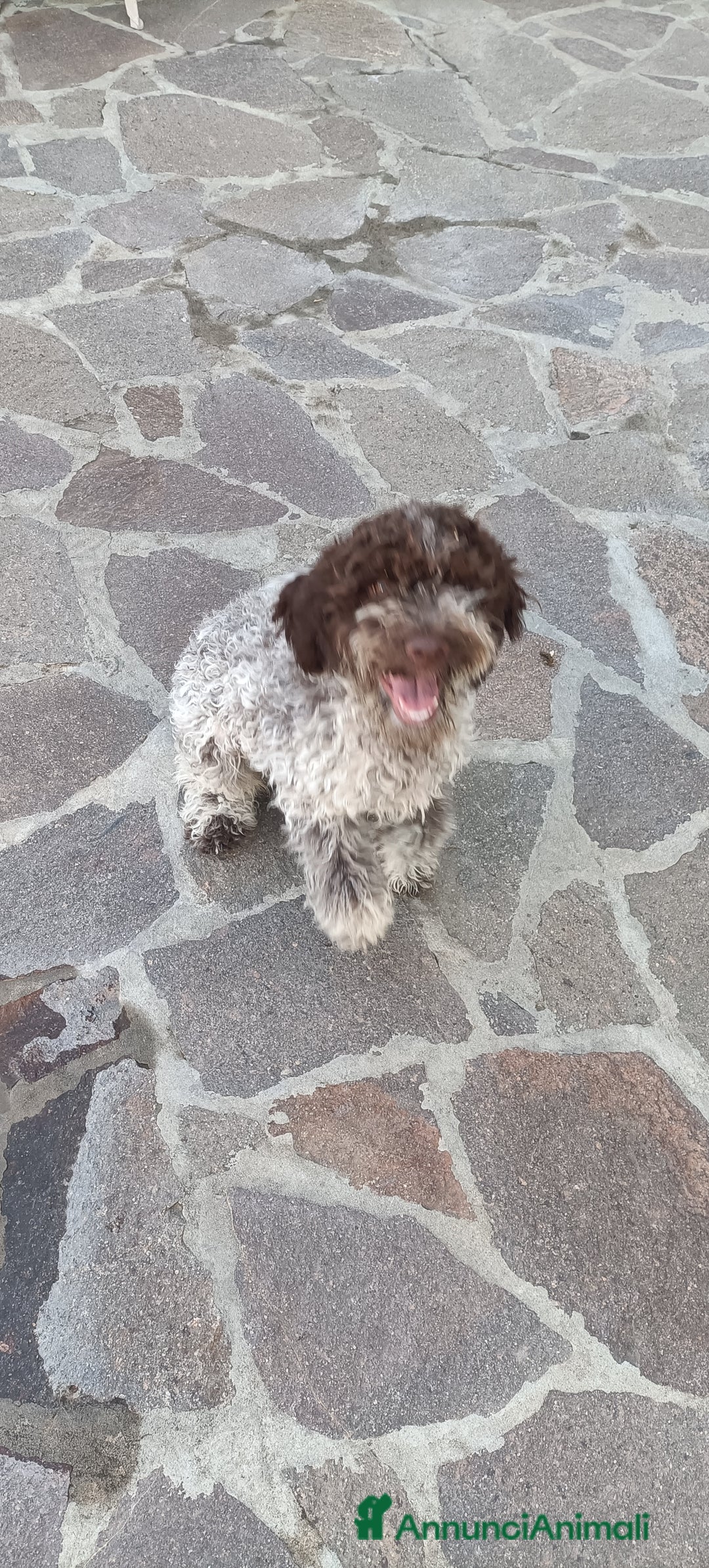 Lagotto cani in vendita: Cuccioli di Lagotto Romagnolo con Pedigree ROI  a Provincia di Chieti - Immagine 4
