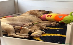 Labrador cani in vendita: Cuccioli di Labrador Retriever a Provincia di Prato - Immagine 7