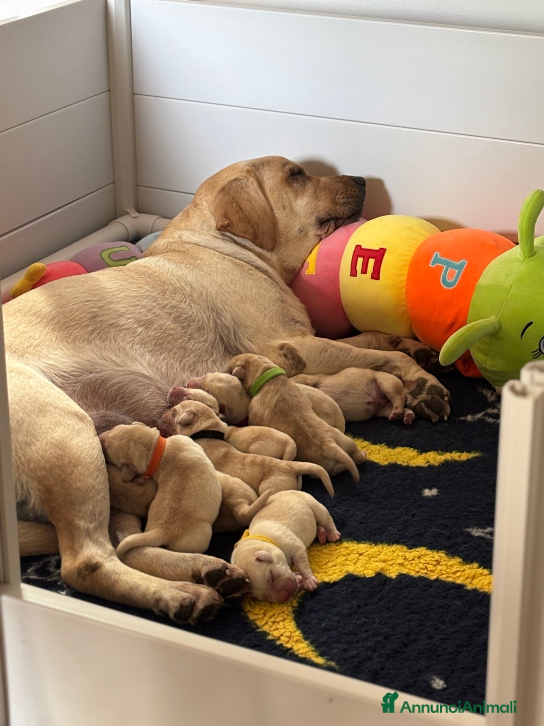 Labrador cani in vendita: Cuccioli di Labrador Retriever a Provincia di Prato - Immagine 7