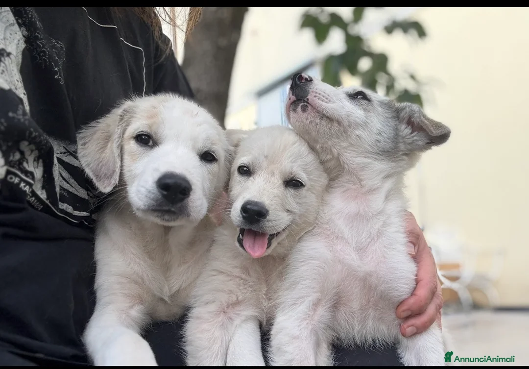 Meticcio cani in regalo: Cuccioli taglia media contenuta socievoli a Città Metropolitana di Genova - Annuncio 2