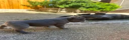 Bulldog Francese cani in vendita: bulldog francese  - Annuncio 10