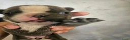 Bulldog Francese cani in vendita: Bulldog francese  a Città Metropolitana di Napoli - Annuncio 5