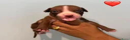 Pitbull cani in vendita: Cuccioli pitbull - Annuncio 13