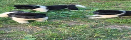 Akita Americano cani in vendita: Cuccioli Akita Americano  - Annuncio 13