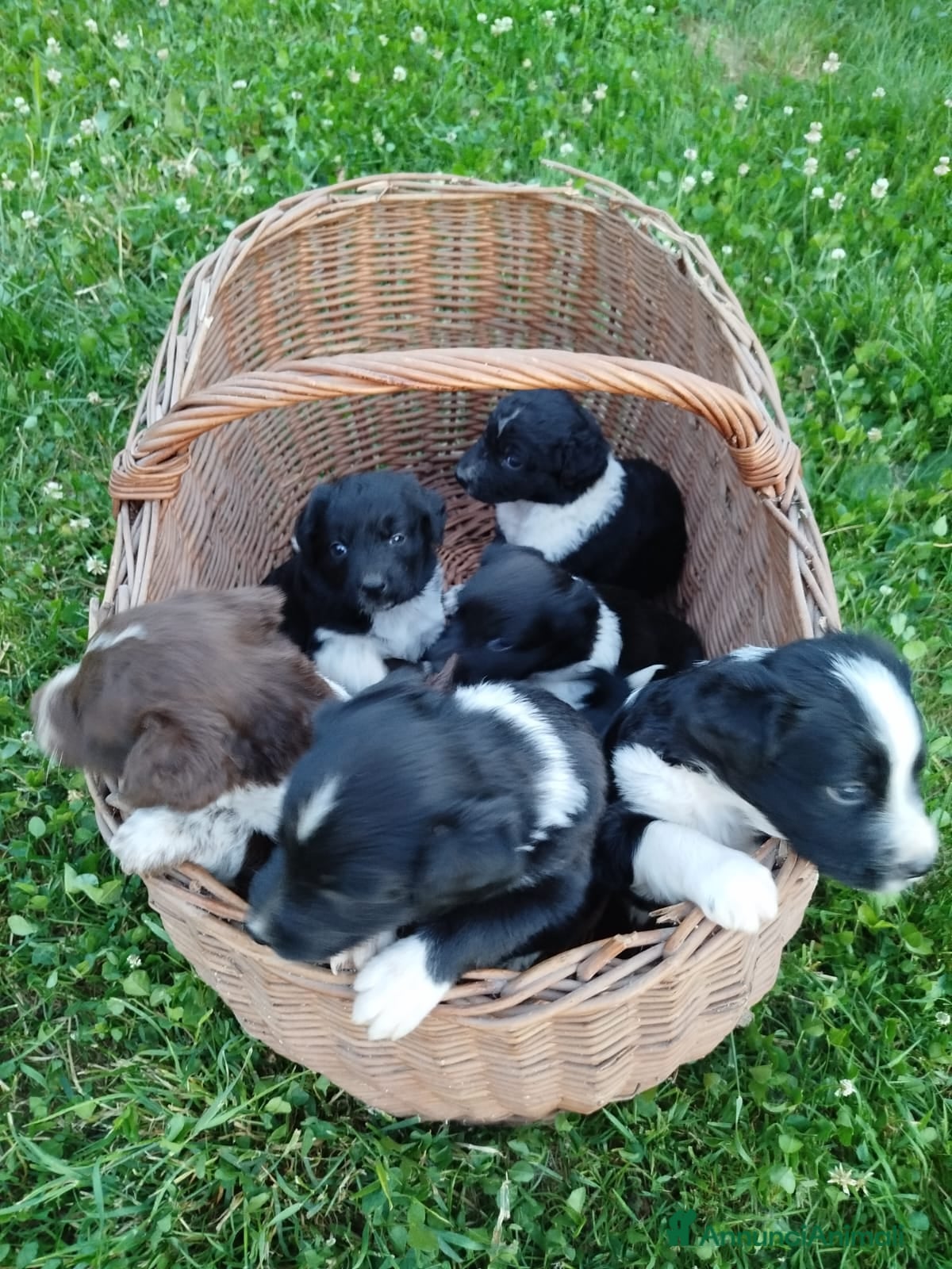 Meticcio cani DOLCISSIMI CUCCIOLI CERCANO CASA - Annuncio 22