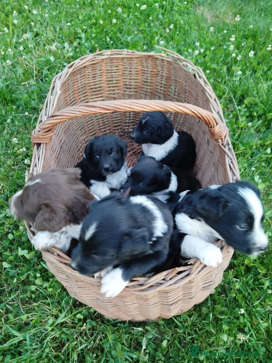 Meticcio cani in vendita: DOLCISSIMI CUCCIOLI CERCANO CASA a Provincia di Vicenza - Annuncio 1