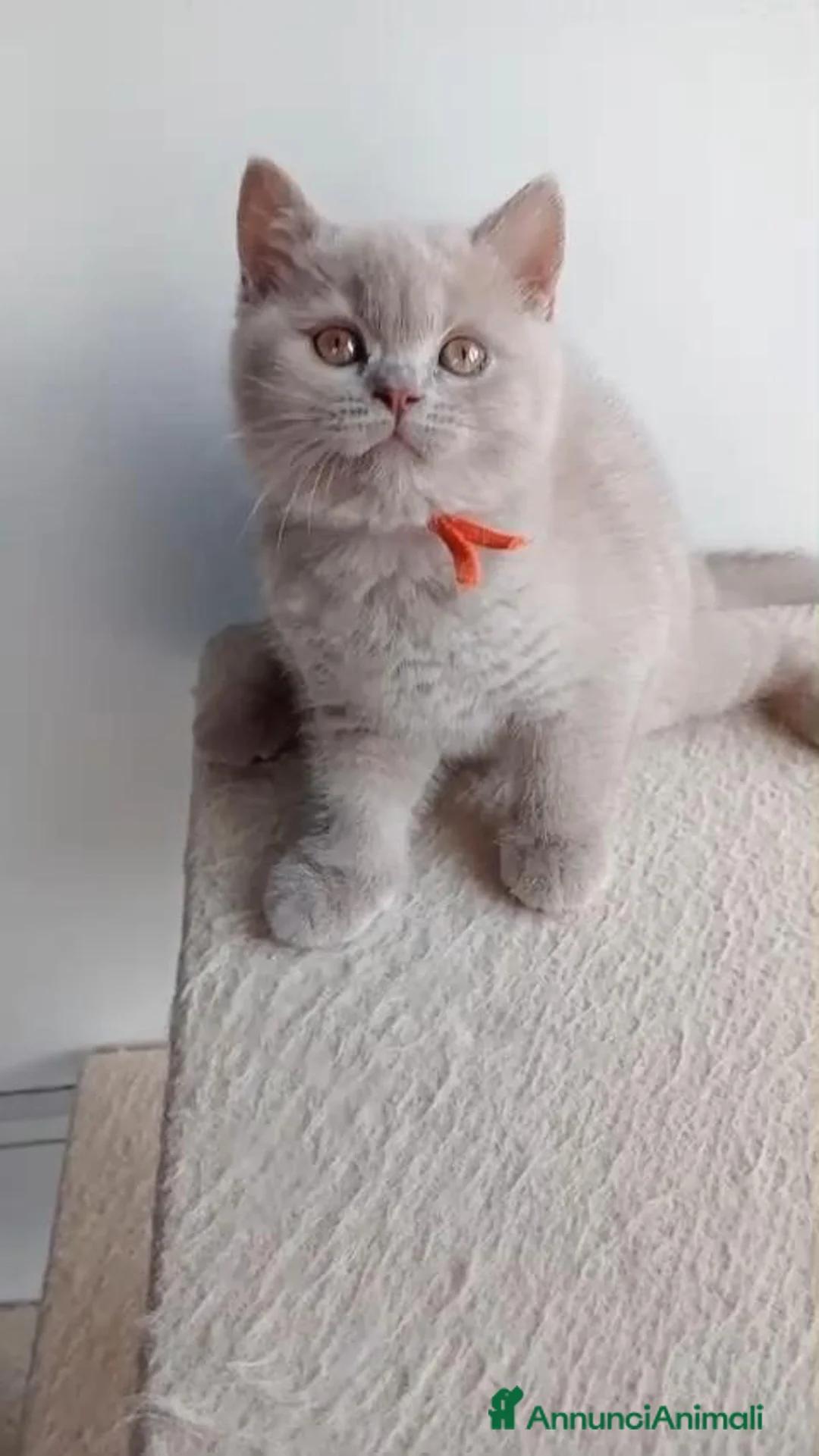 British gatti in vendita: Cucciole British shorthair  - Annuncio 10