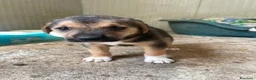 Meticcio cani in regalo: TARZAN e JANE - Annuncio 5
