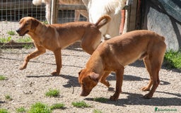 Meticcio cani in regalo: ADOTTA IL TENERO CORFU' a Città metropolitana di Milano - Immagine 2