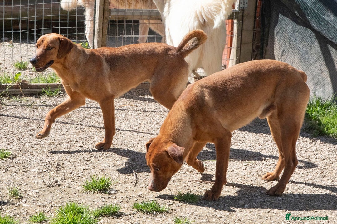 Meticcio cani in regalo: ADOTTA IL TENERO CORFU' a Città metropolitana di Milano - Immagine 2