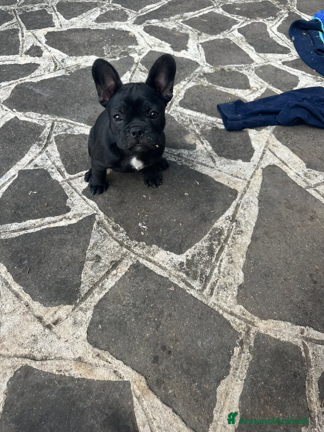 Bulldog Francese cani in vendita: bulldog francese nero tigrato  - Annuncio 1