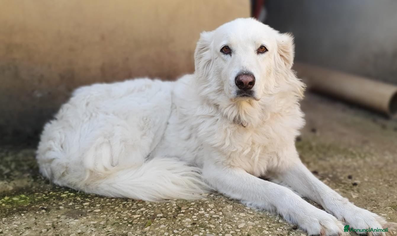 Pastore Maremmano cani BIANCA una meraviglia soffice e bianca a Pomezia - Annuncio 2