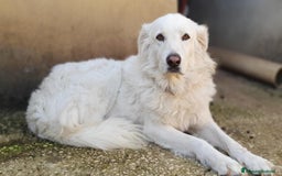 Pastore Maremmano cani in regalo: BIANCA una meraviglia soffice e bianca a Pomezia - Immagine 2