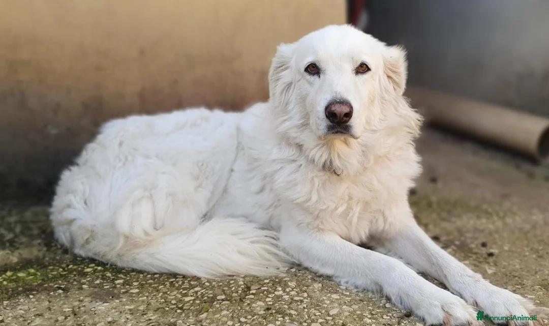 Pastore Maremmano cani in regalo: BIANCA una meraviglia soffice e bianca a Pomezia - Annuncio 2