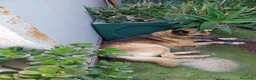 Meticcio cani in regalo: 3 pastorini sui 3mesi recuperati SOS CAGLIARI  - Annuncio 2