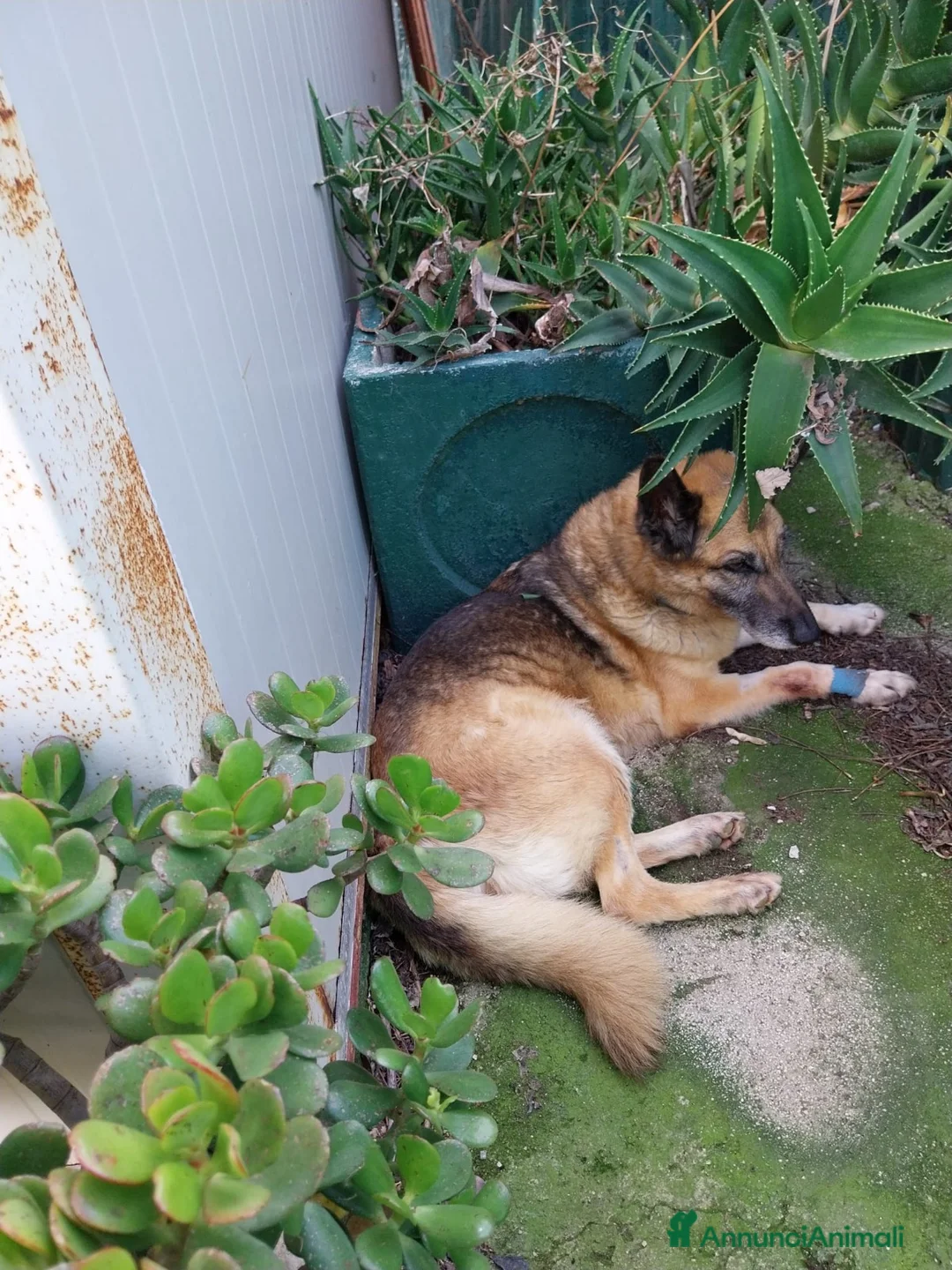 Meticcio cani in regalo: 3 pastorini sui 3mesi recuperati SOS CAGLIARI  - Annuncio 2