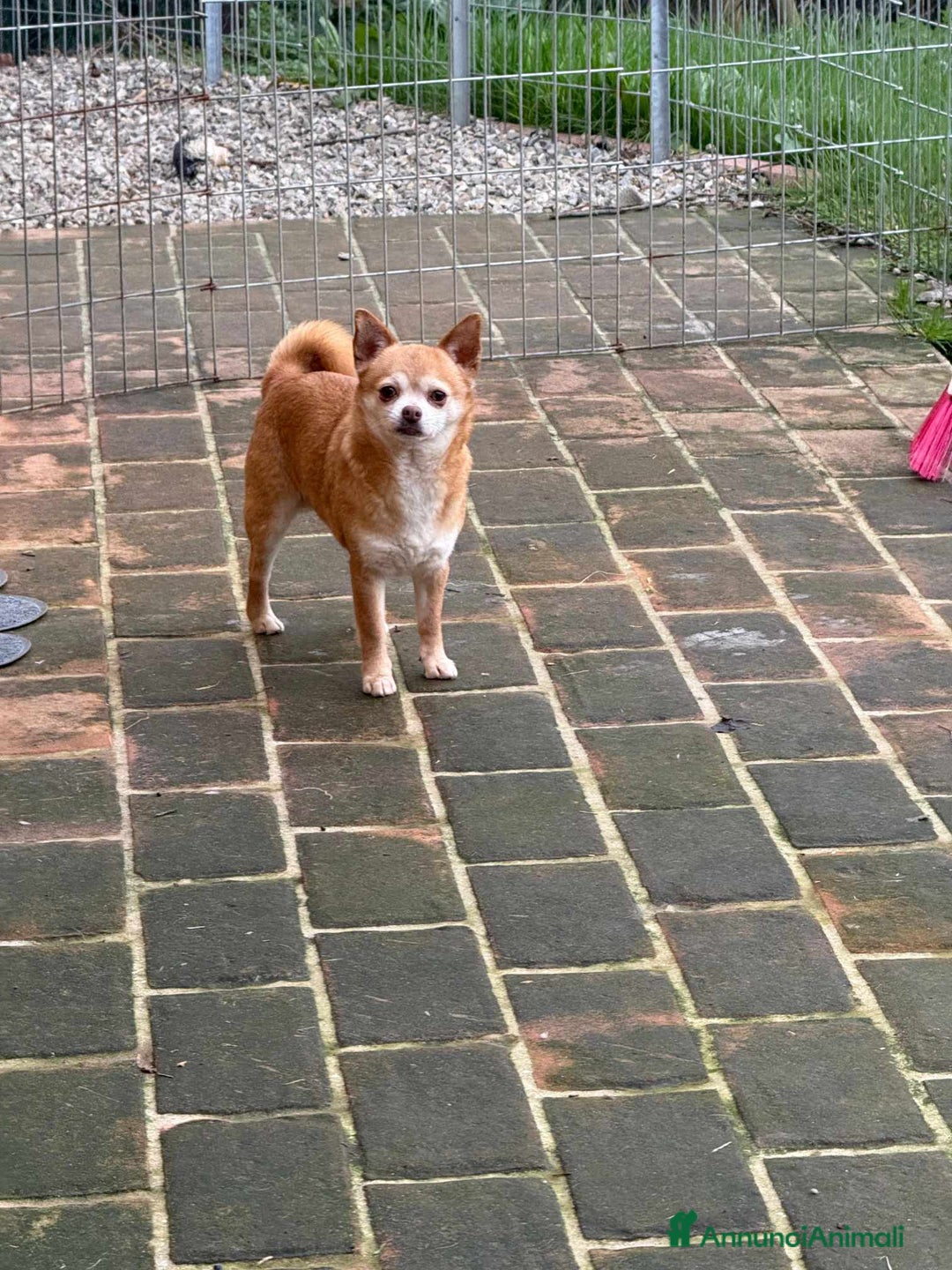 Chihuahua cani in regalo: MANDARINO, CHIHUAHUA fifoncello. - Annuncio 5