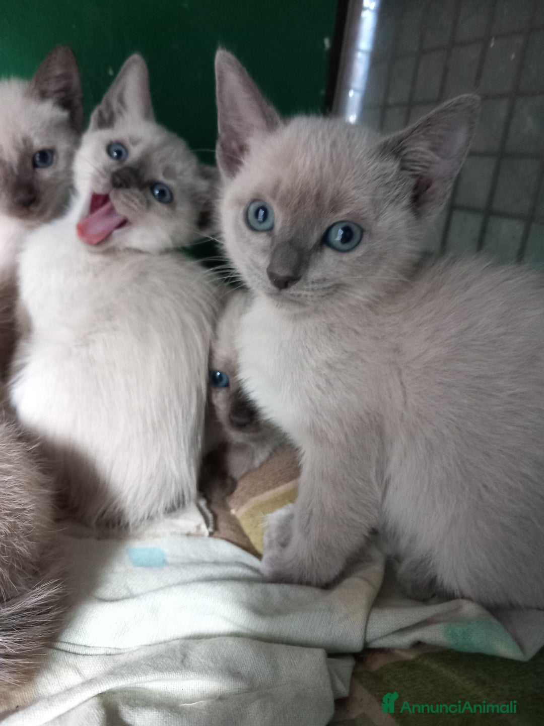 Siamese gatti in vendita: Bellissimi Thai - Annuncio 11