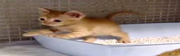 Europeo gatti in regalo: Gattini stupendi a Roma - Annuncio 3