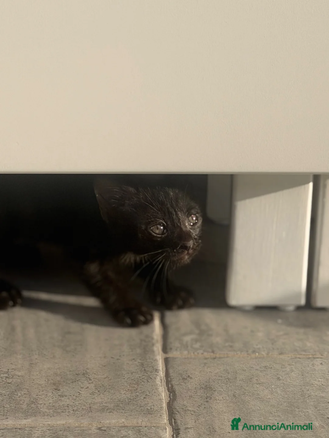 Meticcio gatti in regalo: Gattino cerca famiglia amorevole  - Annuncio 2