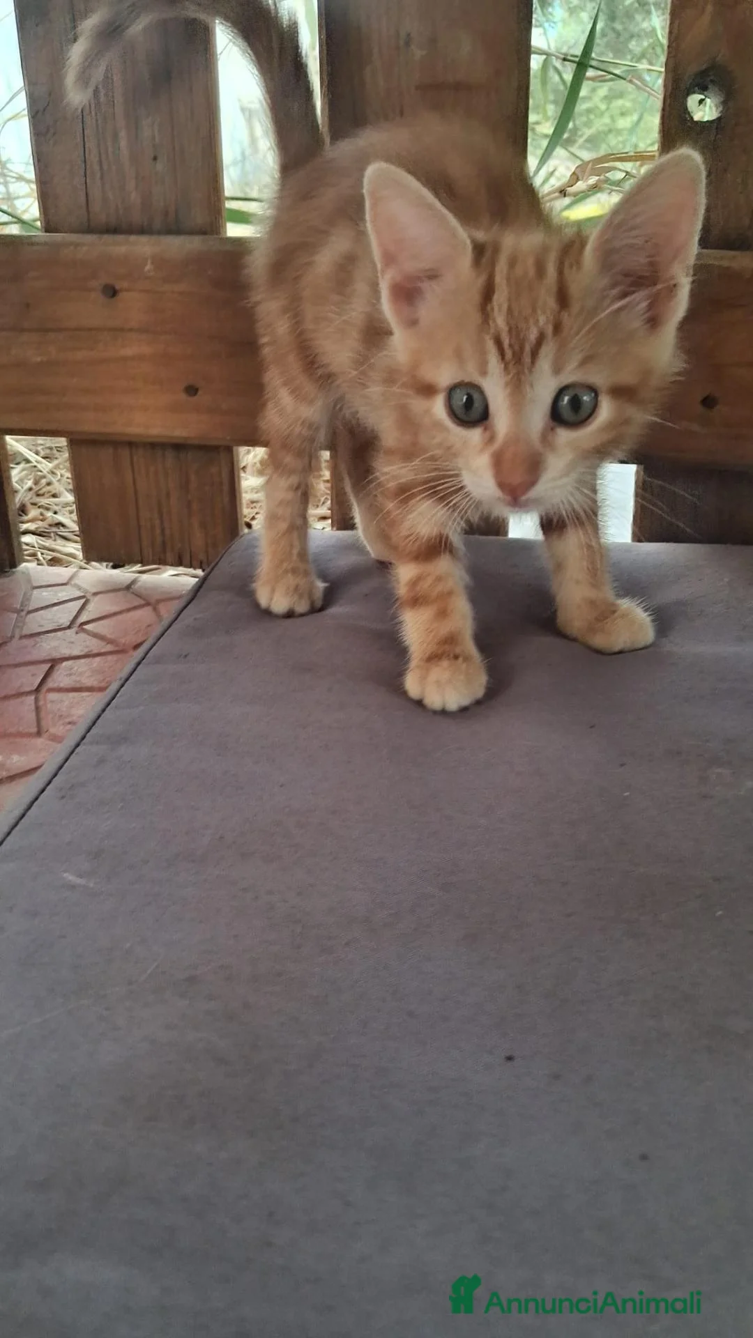 Meticcio gatti in regalo: GATTINI ROSSI - Annuncio 9