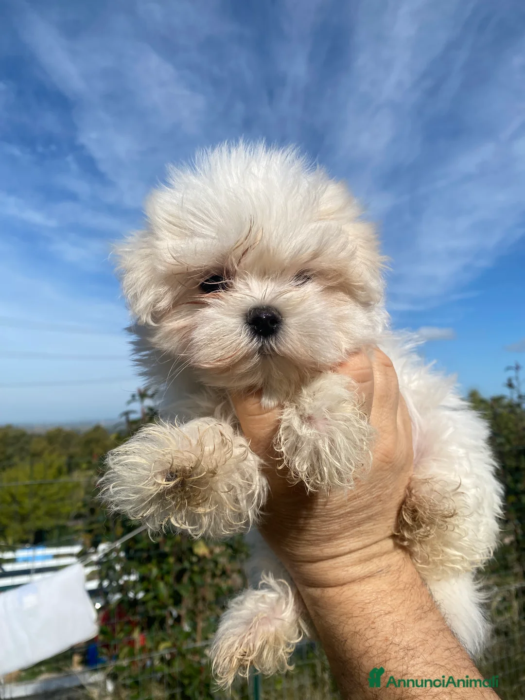 Maltese cani in vendita: Maltese toy - Annuncio 8
