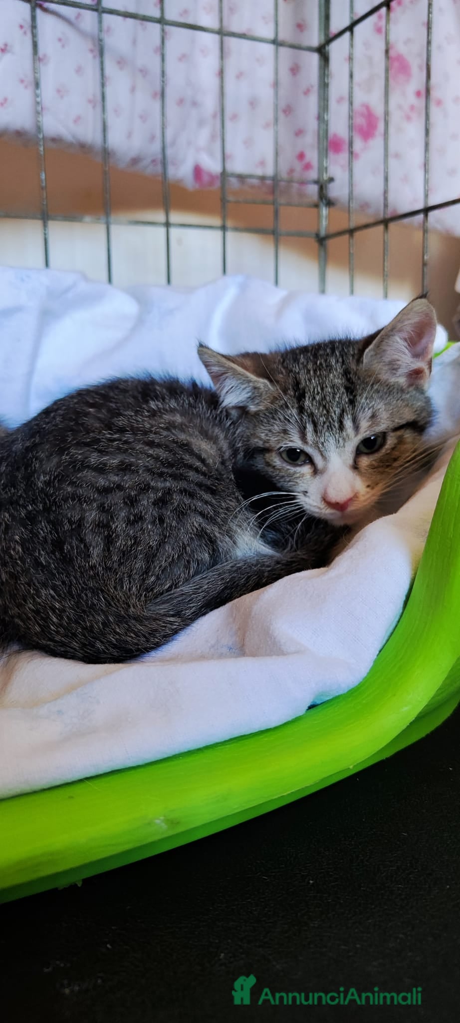 Meticcio gatti Merlino tenerissimo gattino - Annuncio 1