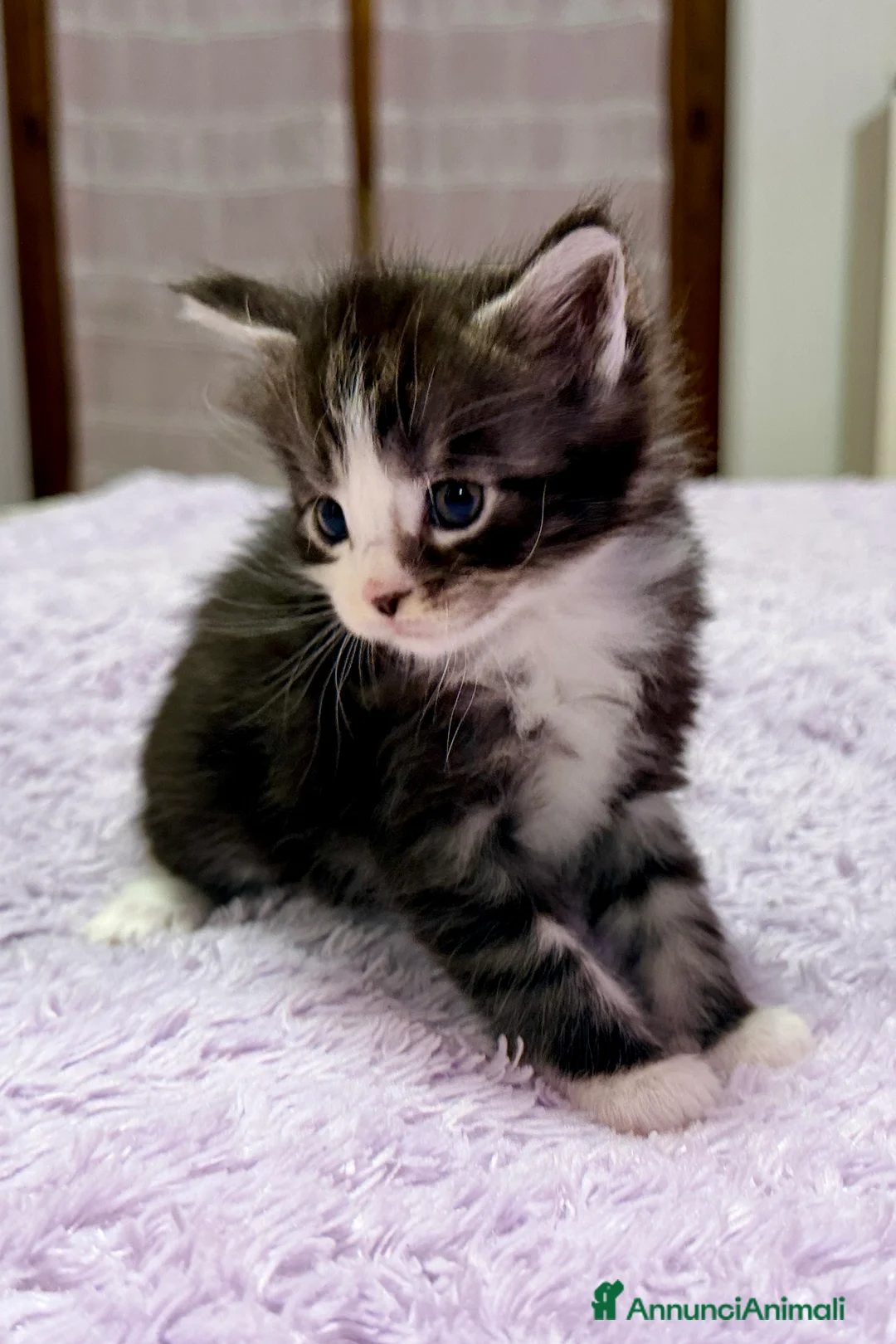 Maine Coon gatti in vendita: Cuccioli maine coon nati 26/12/25 con pedigree - Annuncio 6