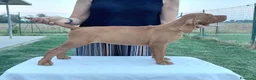 Vizsla cani in vendita: Ciccioli Vizsla  a Provincia di Parma - Annuncio 3