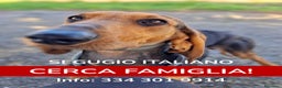 Segugio cani in regalo: BOBO 💙-segugio taglia contenuta, adozione urgente - Annuncio 1