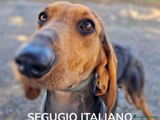 Segugio cani BOBO 💙-segugio taglia contenuta, adozione urgente - Annuncio 1
