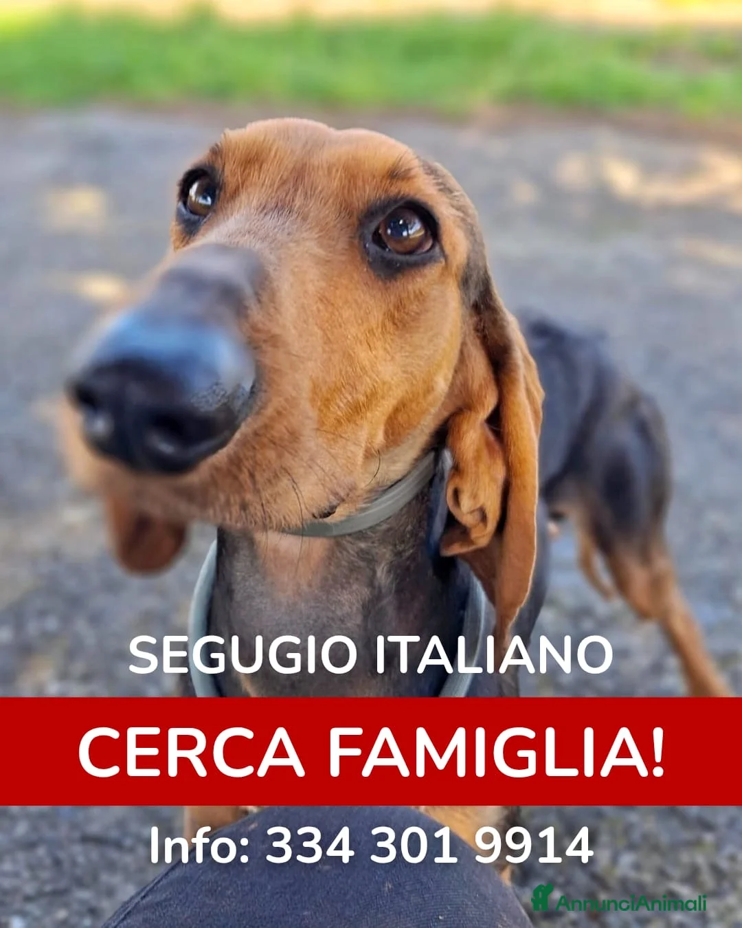 Segugio cani in regalo: BOBO 💙-adozione urgente.Segugio taglia contenuta  - Annuncio 1