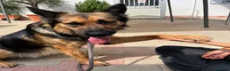 Meticcio cani in regalo: NEO BELLISSIMO PASTORE TEDESCO - Annuncio 3