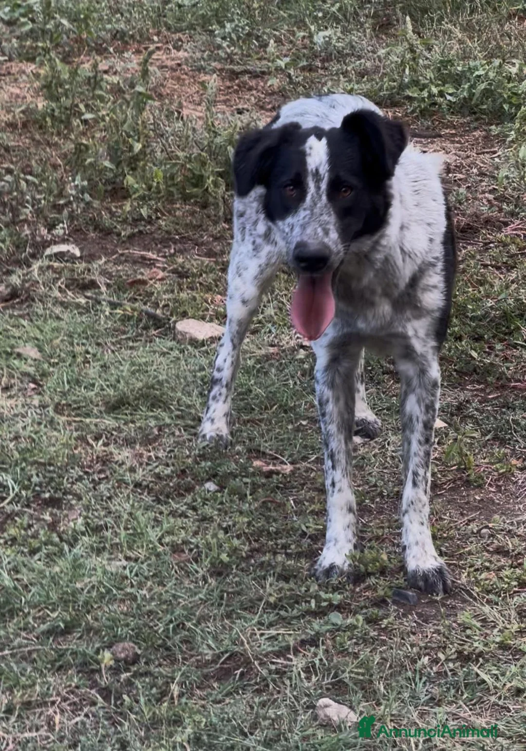 Meticcio cani in regalo: Serena  - Annuncio 2