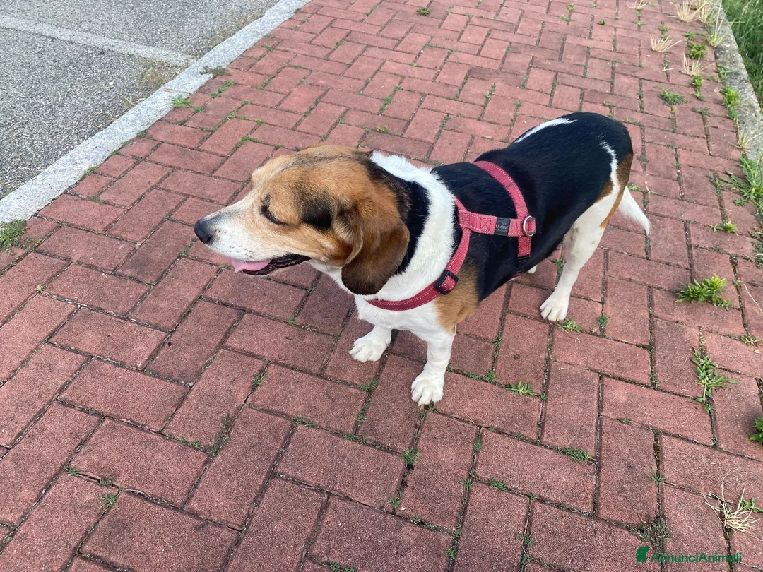 Beagle cani in regalo: Il piccolo Oscar cerca una nuova famiglia a Città Metropolitana di Torino - Annuncio 2