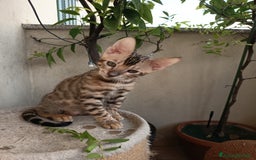 Bengala gatti in vendita: Maschietto & Feminuccia 🥰 - Annuncio 1