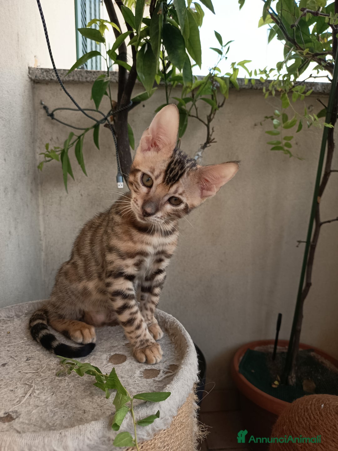 Bengala gatti in vendita: Maschietto & Feminuccia 🥰 - Annuncio 1