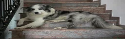 Border Collie cani per accoppiamento: Bellissimo Border con Pedigree per Accoppiamento a Provincia di Cremona - Annuncio 26