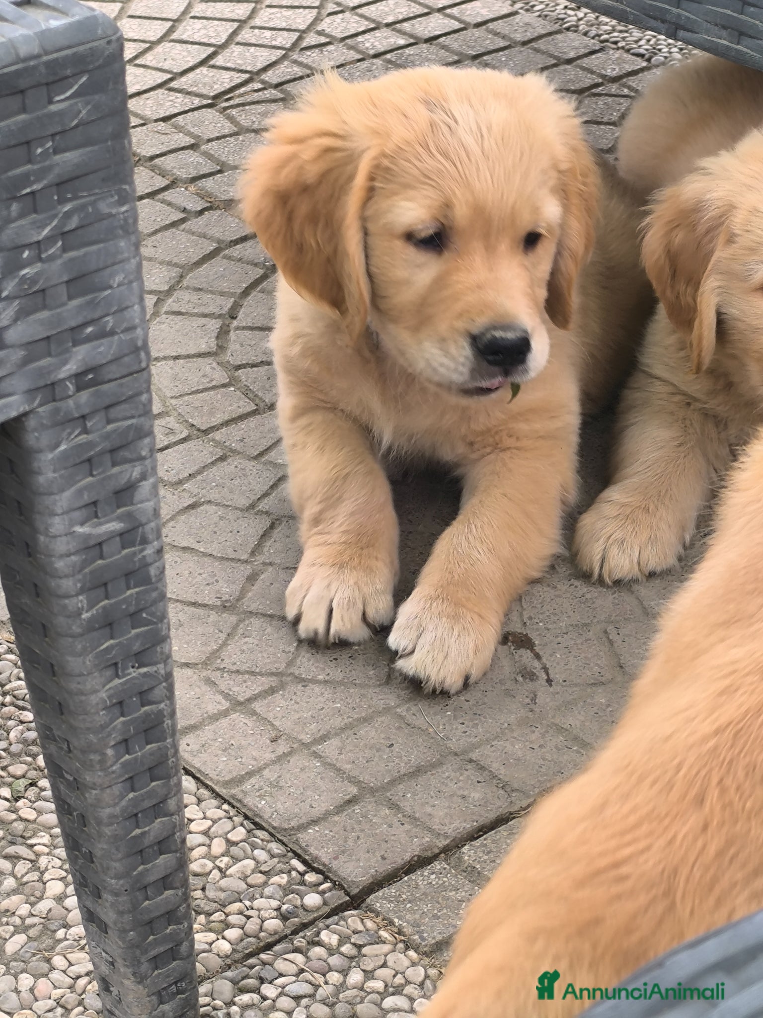 Golden Retriever cani Cucciolo maschio Golden retriever pedigree  - Annuncio 2