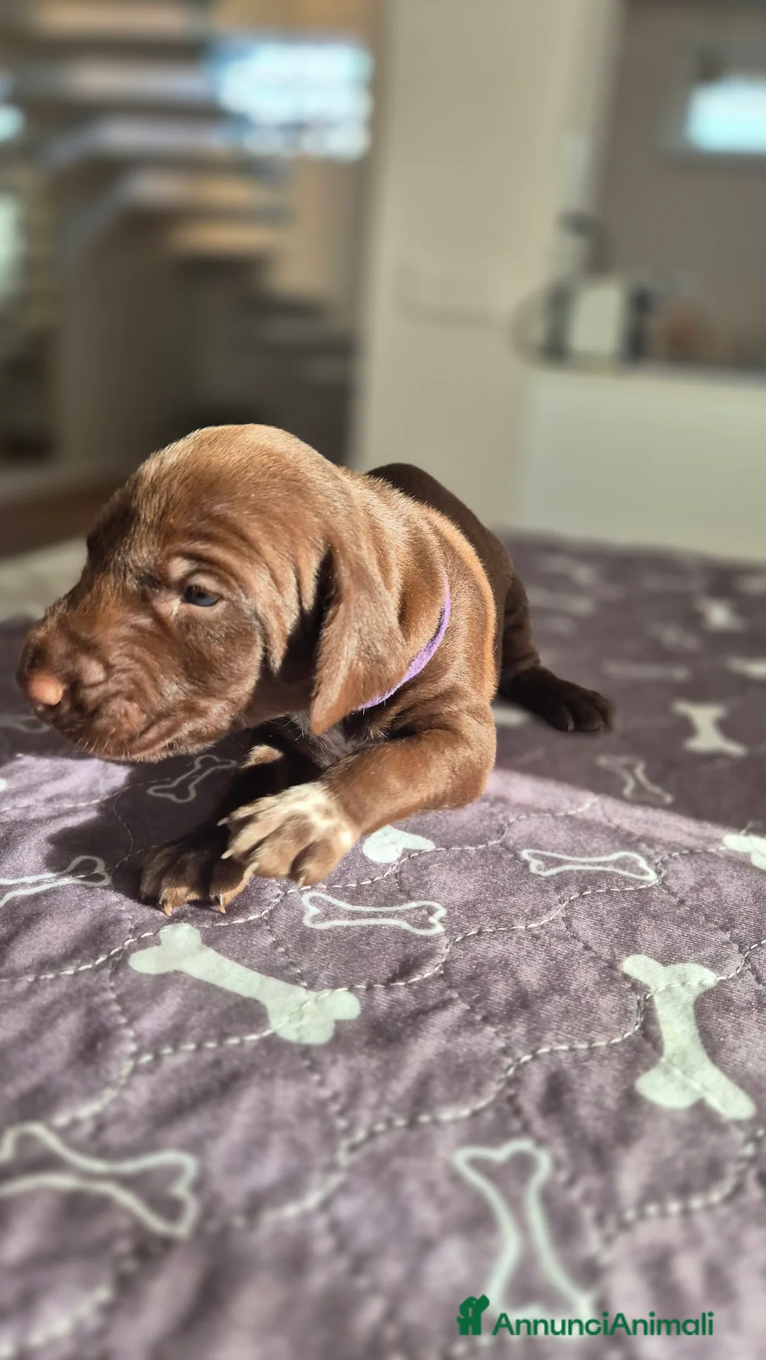 Kurzhaar cani in vendita: Cucciolata alta genealogia Kurzhaar  - Annuncio 8