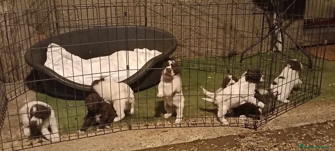 Lagotto cani in vendita: Cuccioli Lagotto Romagnolo  - Annuncio 4