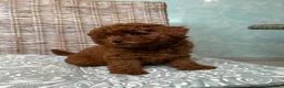 Barboncino Toy cani in vendita: Barboncino Toy  - Annuncio 2