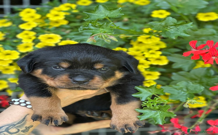 Rottweiler cani a Metropolitan City of Turin - Annuncio 2