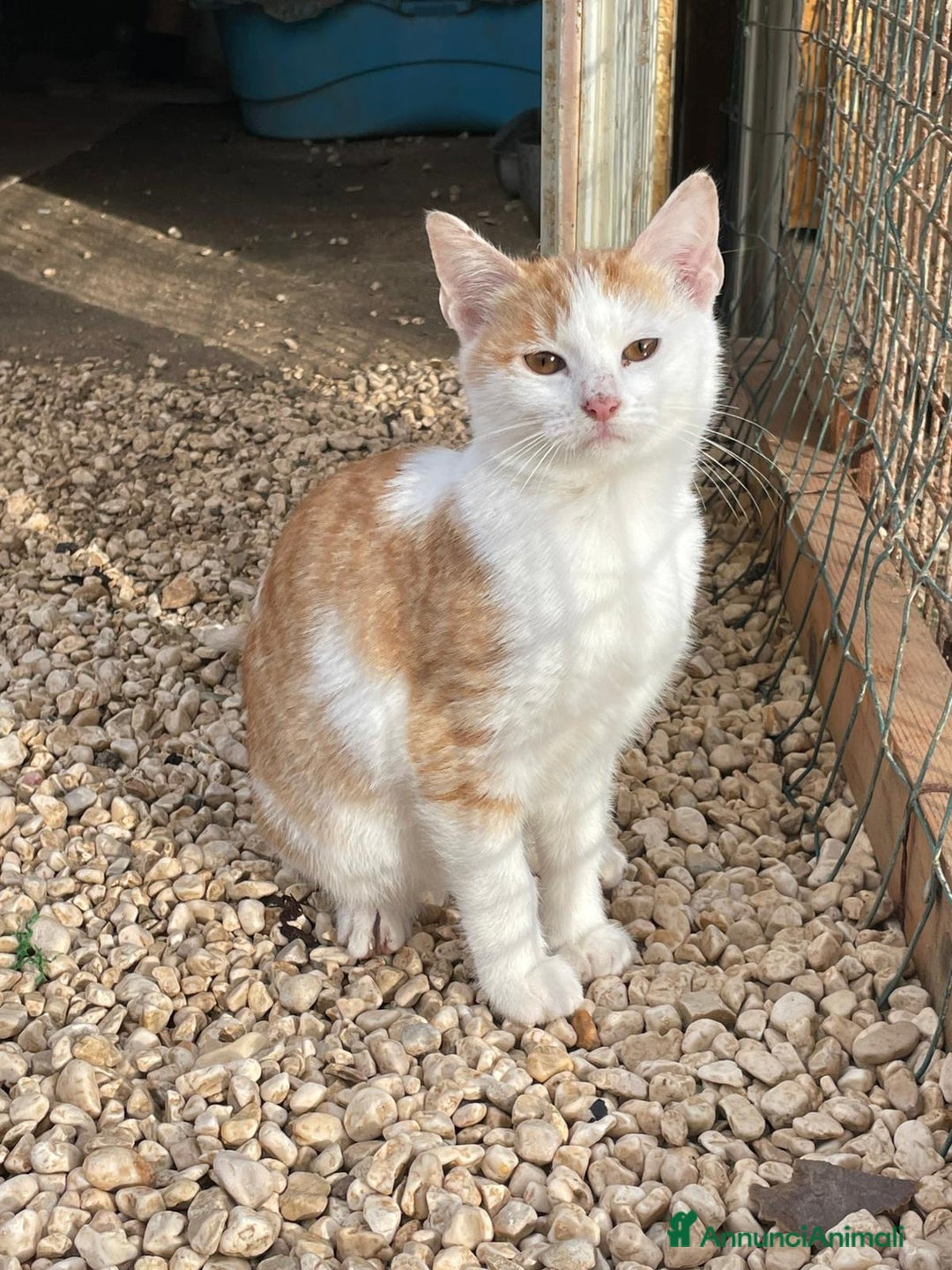 Meticcio gatti in regalo: LA BELLISSIMA KANGA - Annuncio 1